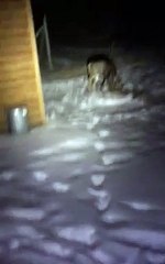 Black Buck Faces Off Against Mountain Lion