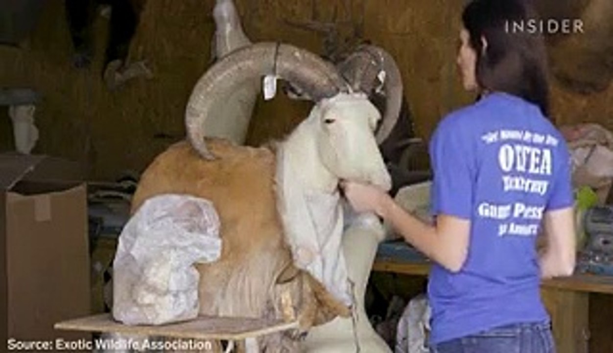 How trophy hunting in Texas became a multibillion-dollar industry