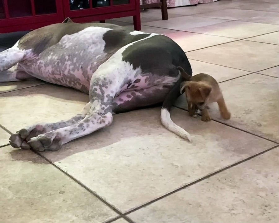 Tiny Puppy vs. Giant Tail