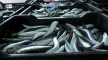 “Sardine Run“: Fisch-Spektakel vor Südafrikas Küste