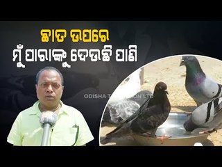 Feeding Birds During Lockdown | A Report From Kendrapara
