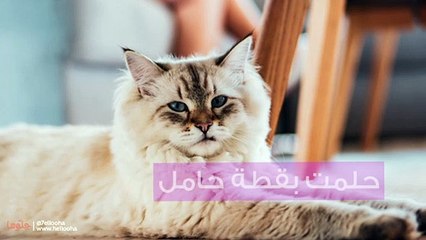 حلمت بقطه حامل