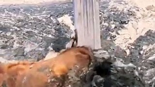 excavator saving cow life