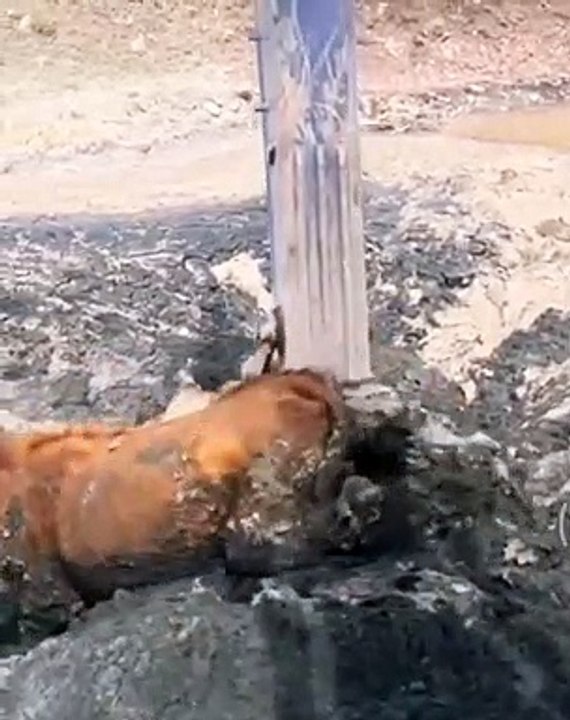 excavator saving cow life