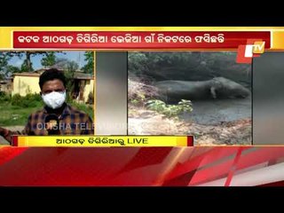 2 Elephants Stuck In Swamp In Stone Quarry In Athagarh
