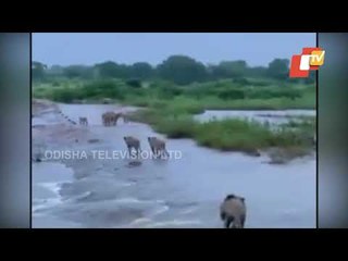 Cyclone Tauktey | Gir Forest Lions Are Safe