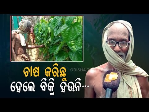 Betel Leaf Growers Hit Due To Covid-19 Lockdown In Odisha's Cuttack