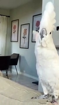 COCKATOO DANCING - CUTE #shorts #cockatoo #cute