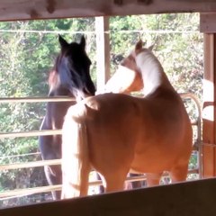 Horse Play the Piano with his Lips Funny