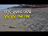 Thousands Of Dead Fish Washed Ashore In Puri