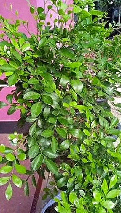 Bougenvile dan bunga  kemuning