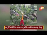 Trees Uprooted In Odisha Ahead of Cyclone Yaas; NDRF Team Engaged In Road Clearance