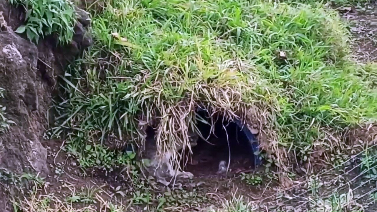 Menelusuri jembatan apung dan taman kelinci di situpatenggang ciwidey
