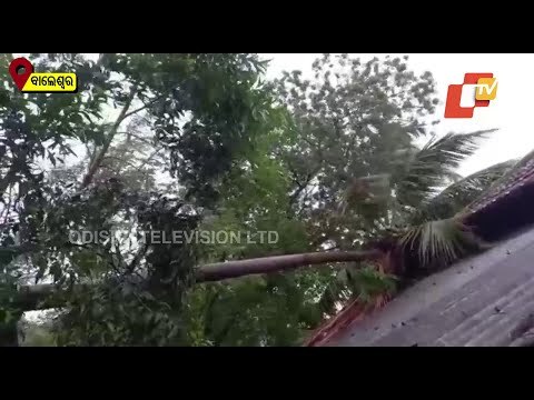 Trees Uprooted Across Balasore Due To Cyclone Yaas