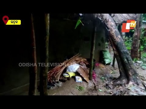 Cyclone Yaas | Several Trees Uprooted In Bhadrak