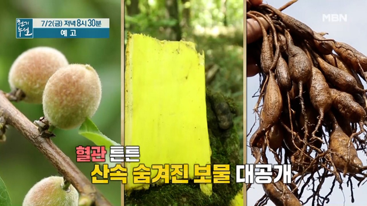 혈관 건강 되살리는 산중귀물을 찾아라!