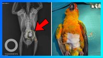 Burung Kakak Tua Menelan 21 Biji Manik-Manik Berlian di Jepitan Rambut - TomoNews