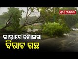 Cyclone Yaas- Heavy Rain Lashes Paradip, Trees Uprooted