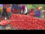 Bhopal Farmers Dump Tomatoes On Road Due To 'Loss'