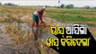 Acres Of Crop Damaged Due To Cyclone Yaas In Sambalpur