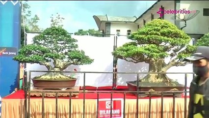 Wow! Bonsai Harga Setengah Miliar