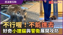 「不行！你不行進去！」小狸貓想進美術館 與警衛展開攻防戰