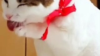 Cute Pet Cat Playing  | Funny Video | shorts videos