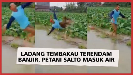 Ladang Tembakau Terendam Banjir, Petani Sampai Stres Salto ke Dalam Genangan Air