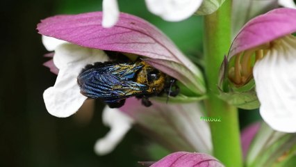 les Insectes Du Jardin