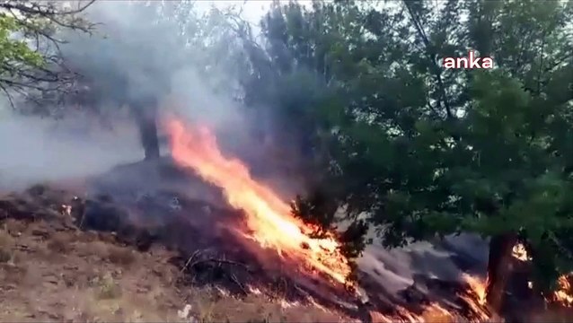 Bingöl'deki orman yangını 4 gündür söndürülemedi: Keklik, tavşan, domuz aklınıza ne kadar hayvan geliyorsa yandı