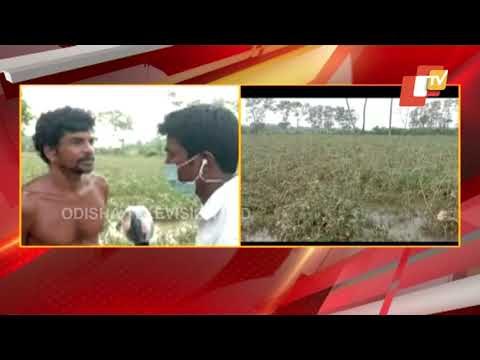 Cyclone Yaas Damages Crops In Acres Of Land In Soro