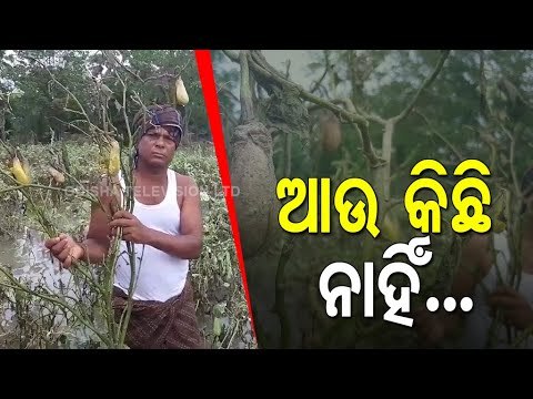 Bhadrak Famers Worried As Cutivation In Acres Of Land Damaged In Cyclone Yaas Triggered Rain