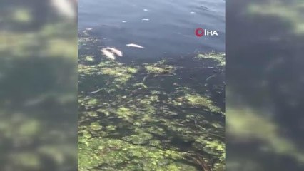 Balıkesir'de çevre katliamı sürüyor