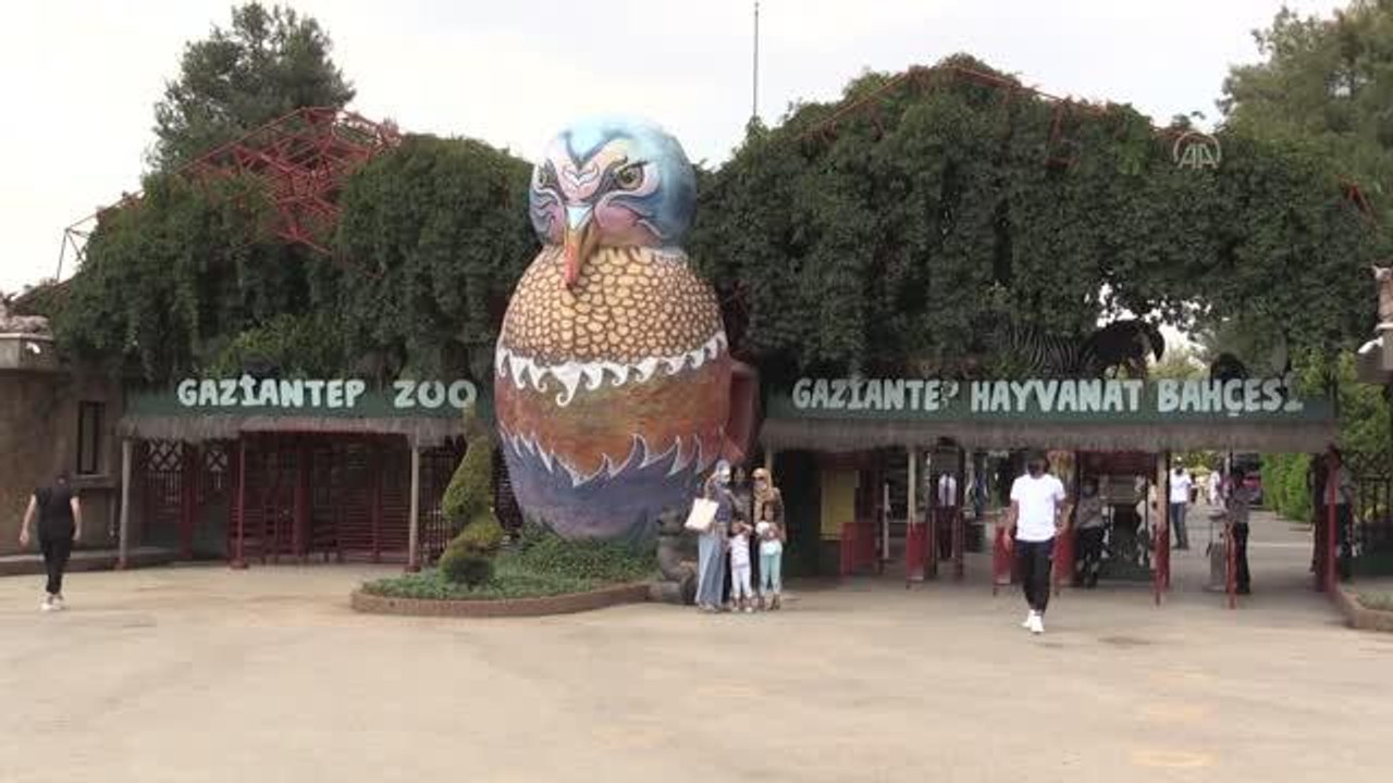 Gaziantep Hayvanat Bahçesinin sakinleri, kavurucu sıcaklarda "buzlu kokteyl"lerle serinliyor