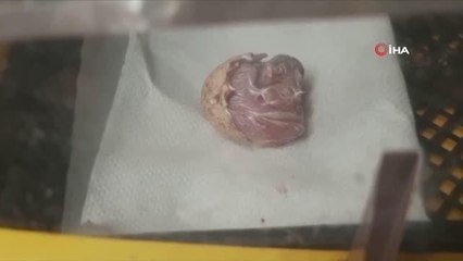 Malta'da suni tohumlama sonucu ilk kez "doğan" yavrusu dünyaya geldi