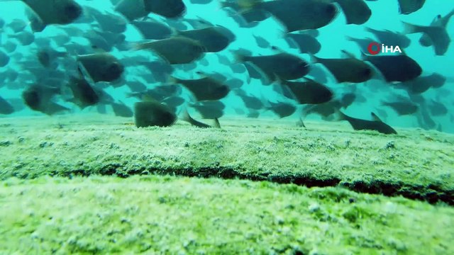 Dünyaca ünlü sahilde Kızıldeniz'den gelen üçgen balıklarının görsel şöleni