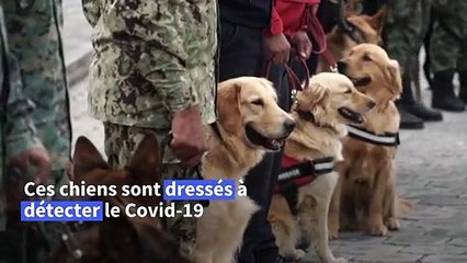 En Equateur, des chiens entraînés à détecter le Covid