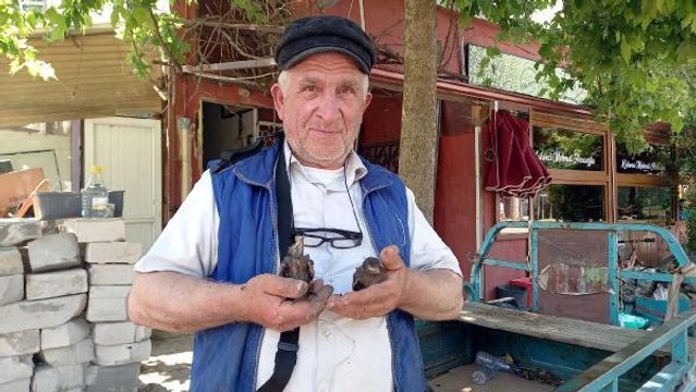 FIRTINADA DEVRİLEN AĞACIN KOVUĞUNDAKİ YAVRU SIĞIRCIKLARI SAHİPLENDİ