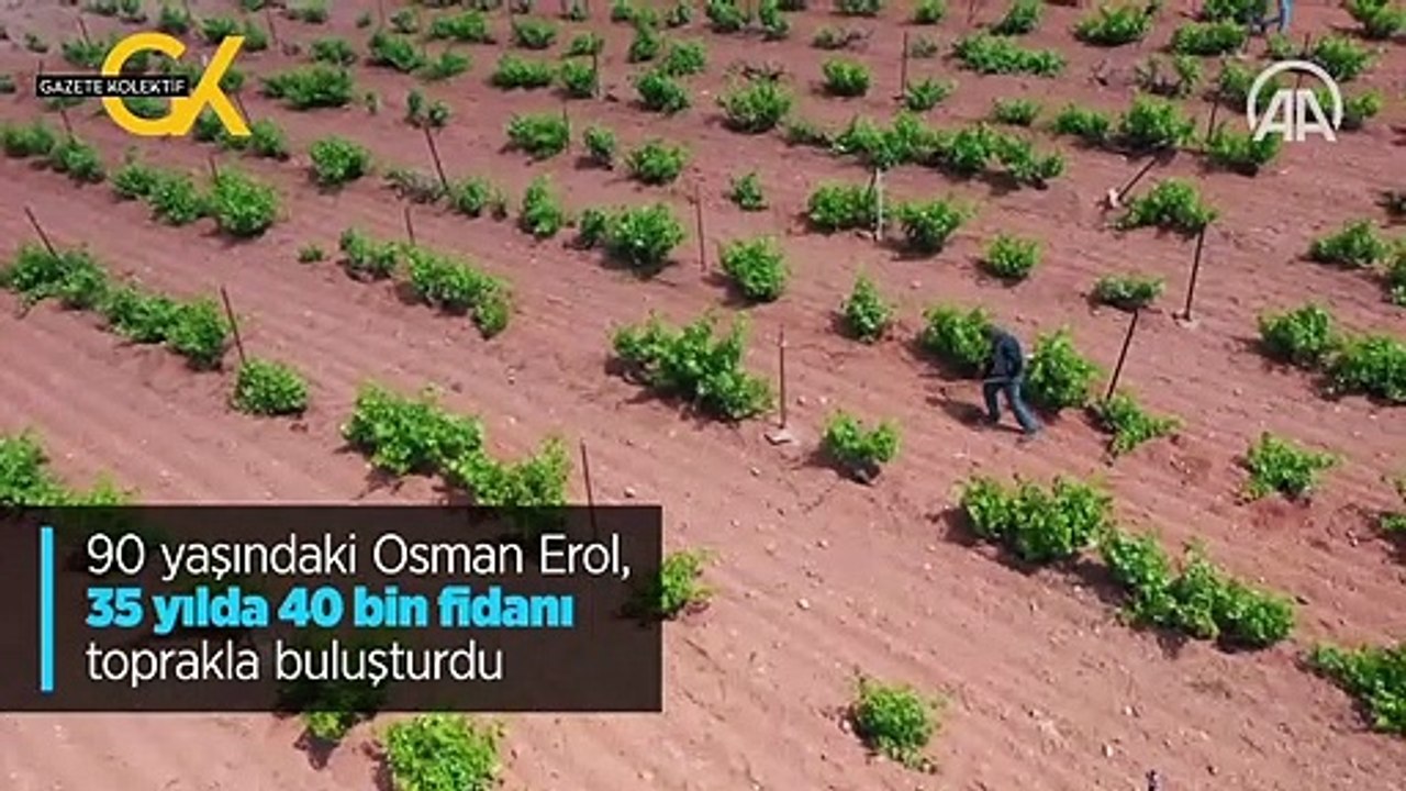 90 YAŞINDAKİ OSMAN EROL, 35 YILDA 40 BİN FİDANI TOPRAKLA BULUŞTURDU