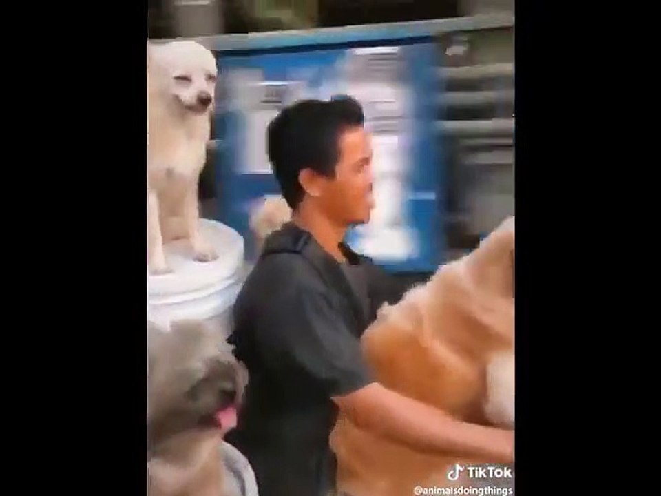 Funny super 3 minute  cats and dogs video