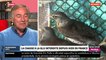 La chasse à la glu déclarée illégale par le Conseil d’Etat - Allain Bougrain-Dubourg, emblématique président de la Ligue de protection des oiseaux, invité de "Morandini Live" sur CNews