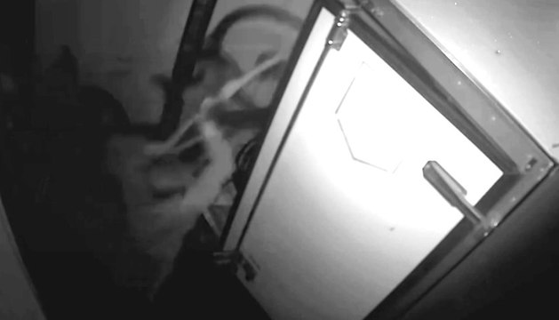 Giarre (CT) - Furto con spaccata in negozio di biciclette: un arresto (29.06.21)