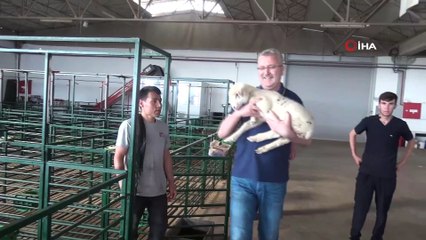 - Karacabey Merinosu ırkının geleceği güvenli ellerde