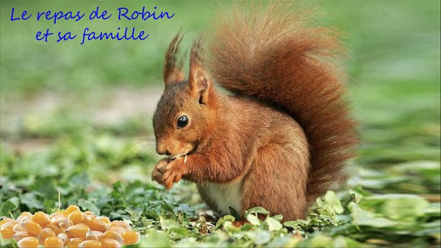 Robin mon écureuil du jardin en juin 2021