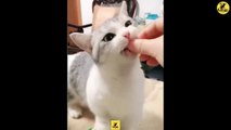 Cats | Funny & Cute Cats | Cats PRO | Cats Video compilation 02