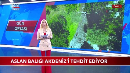 Ege Sularında Zehirli ‘Aslan Balığı’ İstilası