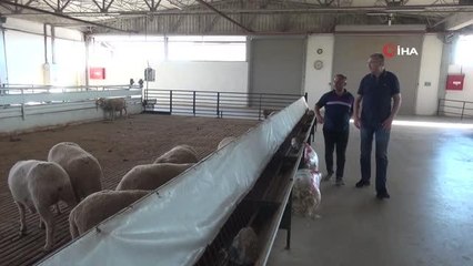 Karacabey Merinosu ırkının geleceği güvenli ellerde