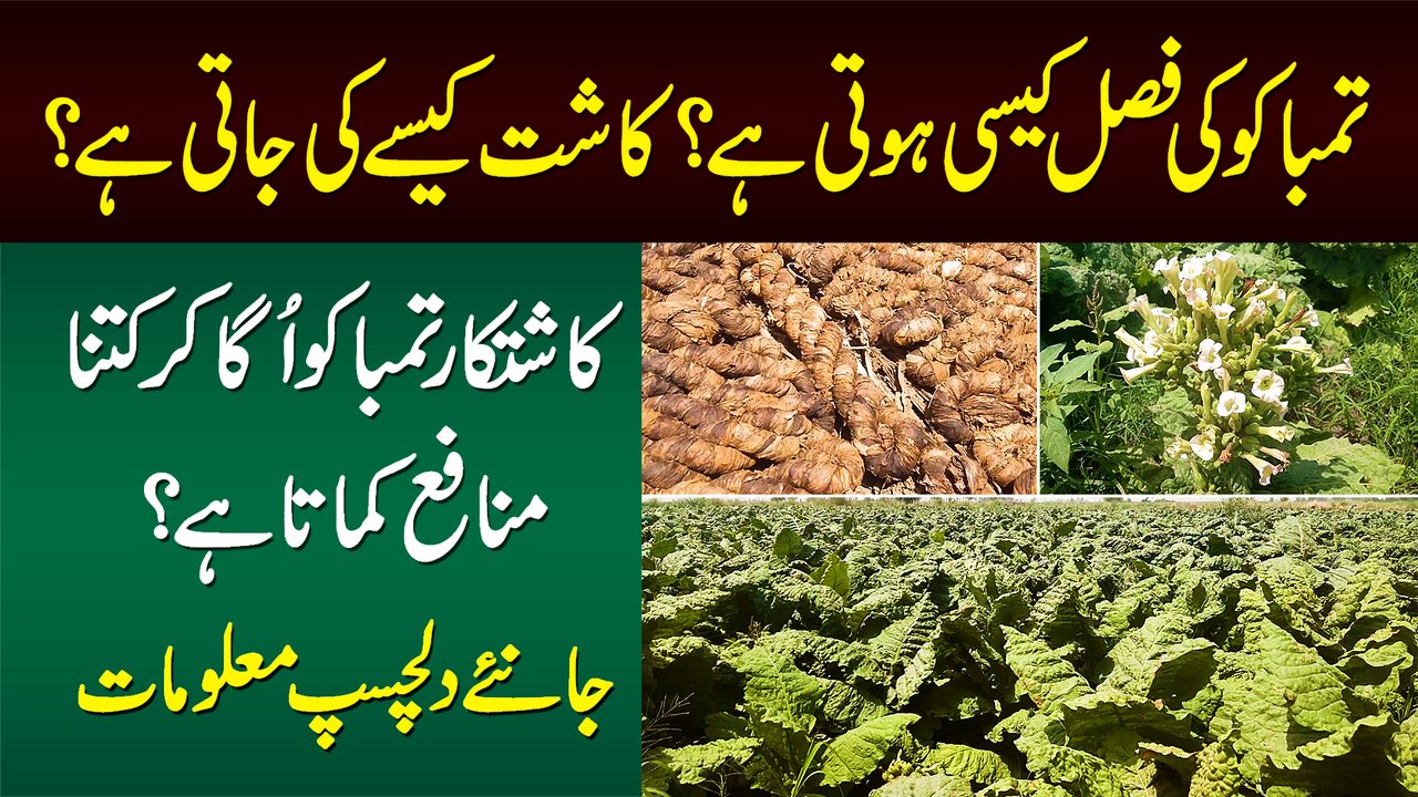 Tobacco Ki Fasal Kesi Hoti Hai? Tobacco Kese Kasht Karte Hain? Kitna Profit Hota Hai? Janiye
