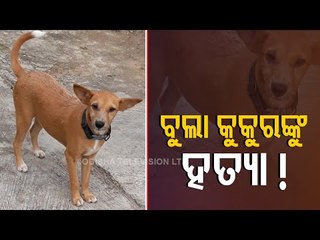 Woman Booked In Odisha For Poisoning To Death 6 Dogs