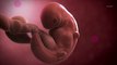 Vidéo développement du fœtus : le 2ème mois de grossesse
